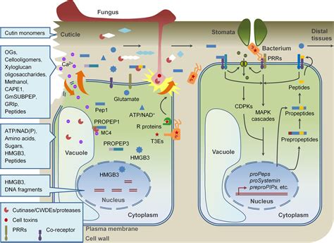 Frontiers Damage Associated Molecular Pattern Triggered Immunity In