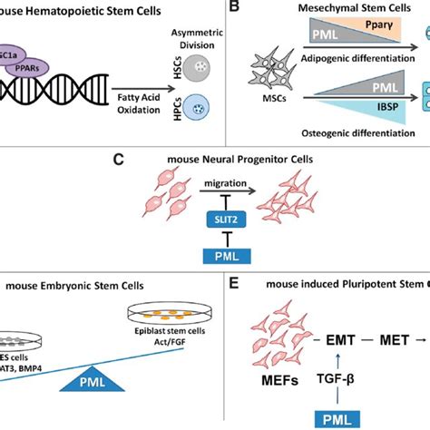 The Roles Of Pml And Pml Nb In Stem Cells A Pml Is Required For Hsc