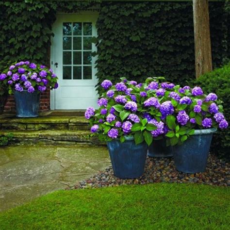 Гортензия крупнолистная в ландшафтном дизайне (47 фото) - фото ...