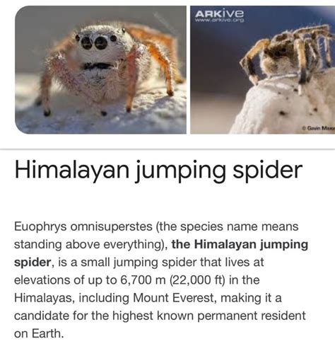 Himalayan jumping spider Euophrys omnisuperstes (the species name means ...