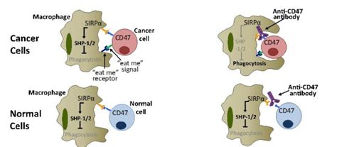 Cd47 Majeti Lab Stanford Medicine