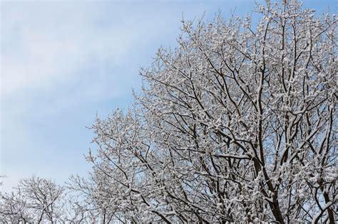 Neve branca em galhos de árvores nuas em um dia gelado de inverno fecha