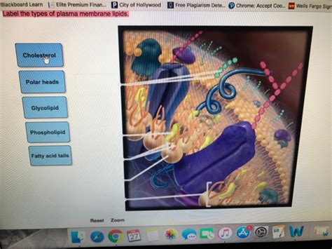 33 Label The Types Of Plasma Membrane Lipids - Labels Database 2020
