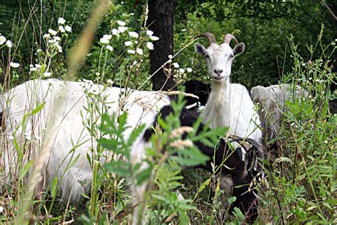 Goats Chillin By Drunkenpilot On Deviantart