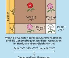 Entwicklung von Populationen Ökologie Beziehungen zwischen Lebewesen