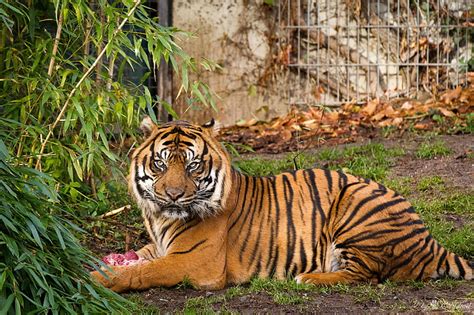 Hd Wallpaper Zoo 4k Tiger Wallpaper Flare