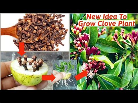 New Idea How To Grow Clove Plant From Seeds Growing Clove Plant At Home