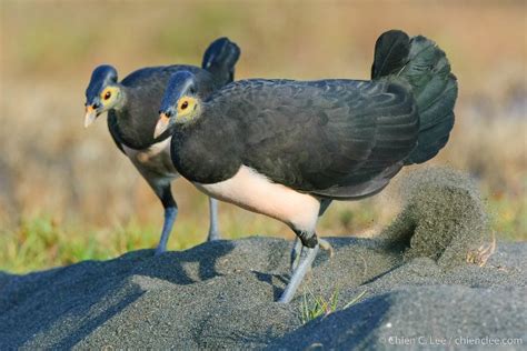 Maleo Burung Unik Yang Nyaris Punah Satu Harapan