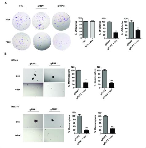 Anln Promotes Stem Cell Property Of Tnbc A Bt Cells Expressing