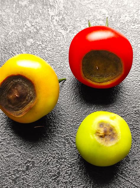 Tomaten Mit Bl Tenendf Ule Hausgarten Net