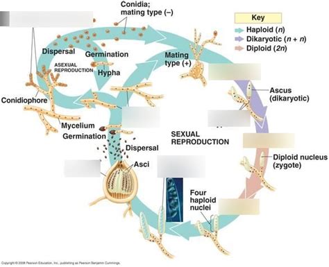 Phylum Ascomycota Life Cycle Diagram Quizlet