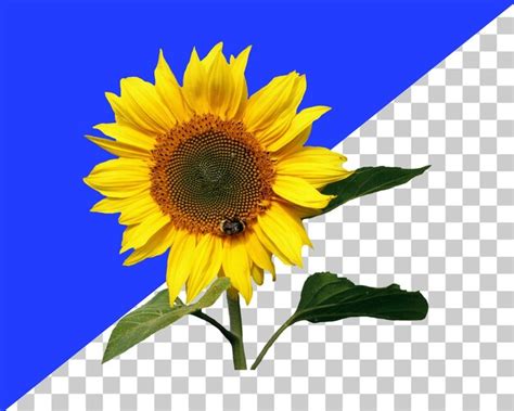 Premium PSD Psd 3d Rendering Sun Flower On Transparent Background