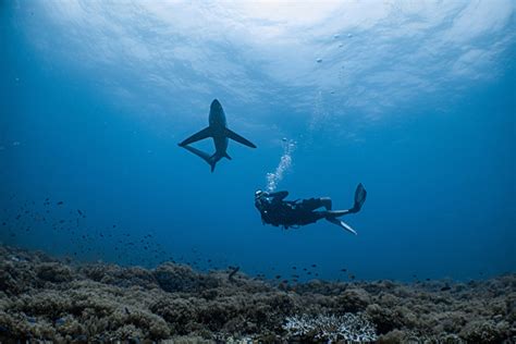 thresher shark divers malapascua philippines