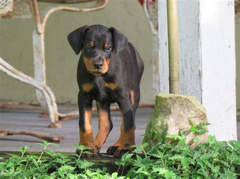 Yellow Female Shine Akc Doberman Puppies For Salehawthorne Fl