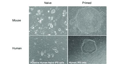 Mouse And Human Naive And Primed Pluripotent Stem Cells Top Left