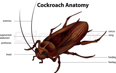 Cockroach Anatomy | Stock vector | Colourbox