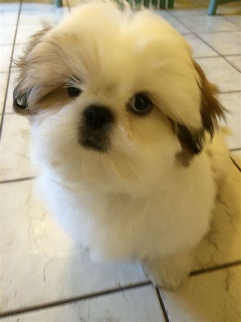 My Beautiful Angel Shih Tzu ️🐾🐶 Dogs And Puppies Dog Pictures Shih Tzu