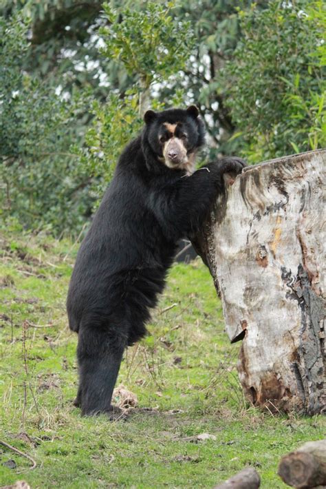 Spectacled Bear Zoochat