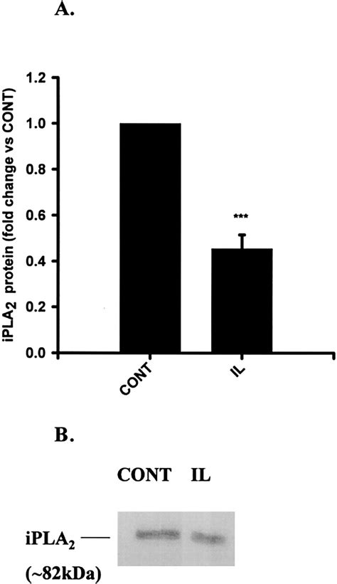 Role Of Ca2 Independent Phospholipase A2 In The Regulation Of