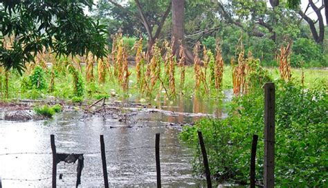 Los Productores De Granos B Sicos Y Caf No Descartan P Rdidas Por La