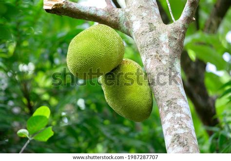 Fresh Green Jackfruit Artocarpus Heterophyllus Hanging Stock Photo