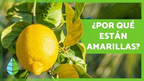 HOJAS AMARILLAS En El LIMONERO Causas Y SOLUCIONES YouTube