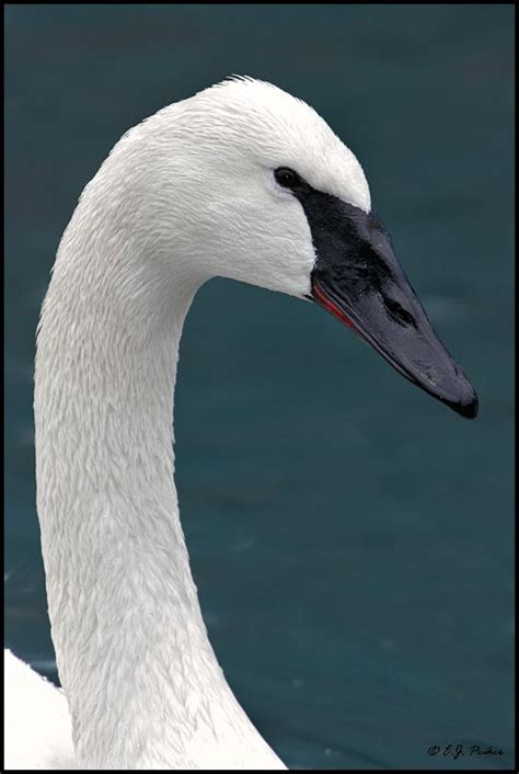 How Exactly Is A Trumpeter Swan Different From A Tundra Swan Artofit