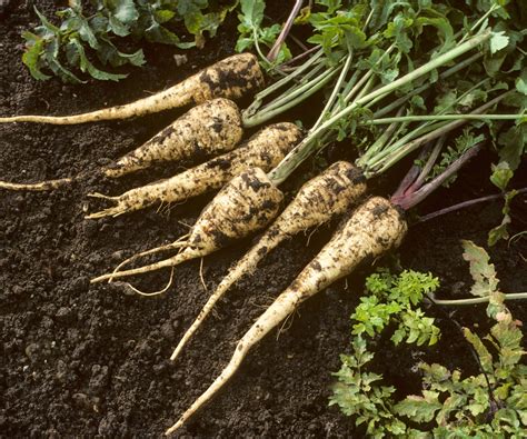 How to harvest parsnips - tips from an experienced grower | Homes and