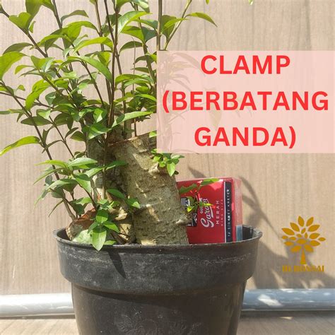 Jual Bahan Bonsai Anting Putri Bogel Batang Putih Mame Small