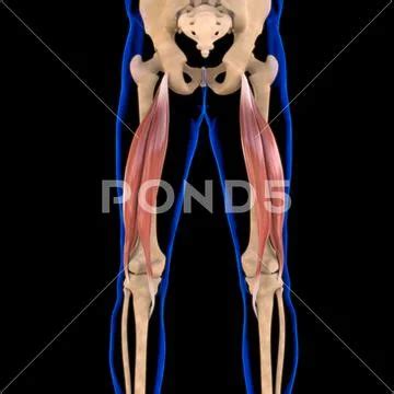 Biceps Femoris Muscle Anatomy For Medical Concept D Illustration