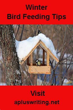 Winter Bird Feeding Tips - Aplus Writing