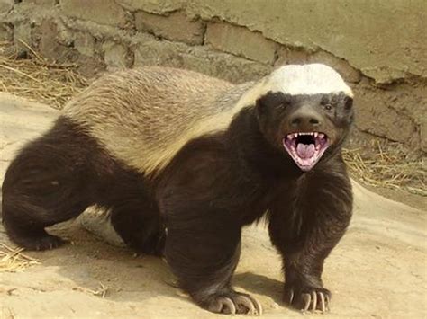 20 Interesting Badger Facts