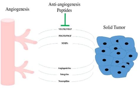 Important Enzymes And Factors Involved In The Angiogenesis Process