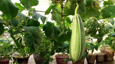 Gamalon Mein Sponge Gourd Turai Growing And Care Urdu Hindi Youtube