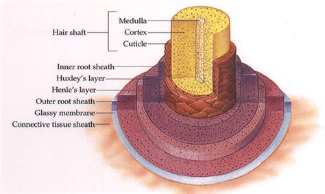 Diagram of Hair Follicle