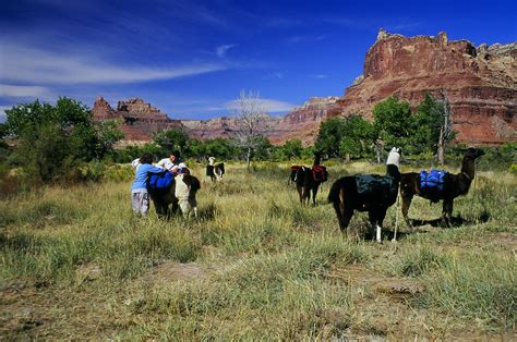 One Day In America Llama Trekking With Rosebud Llamas Utah