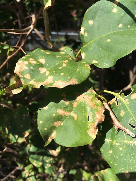 Bougainvillea Leaf Spot Pathogen Passalora Bougainvillea Flickr