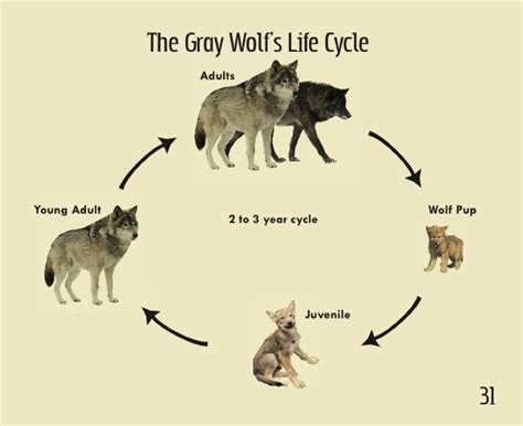 Life Cycle - WONDERFul wolves