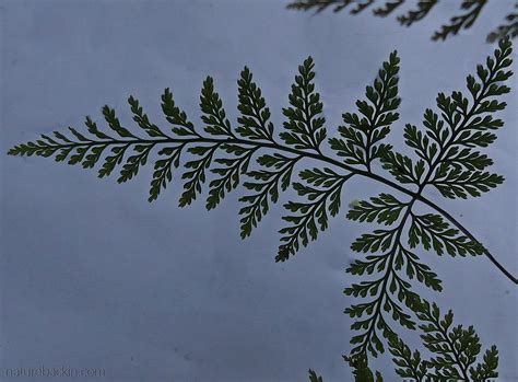 Patterns In Nature Fractals Letting Nature Back In