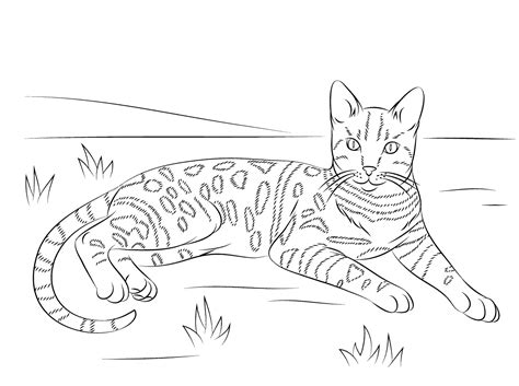 Cat Coloring Pages for Adults - Best Coloring Pages For Kids | Cat coloring page, Cat colors ...