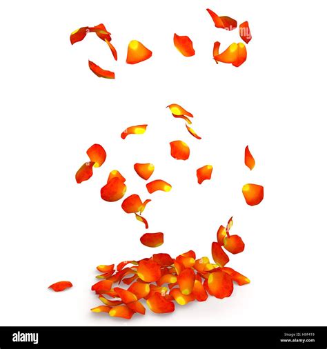 Orange Rose Petals Flying On The Floor Isolated White Background Stock