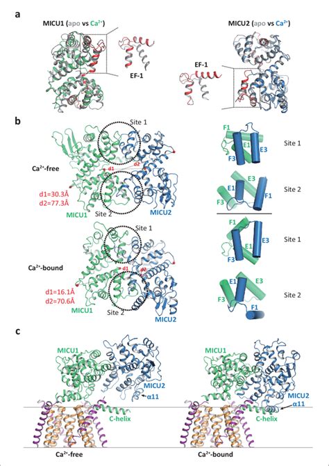 Structural Comparison Of The Micu Micu Dimers In The Apo And Ca