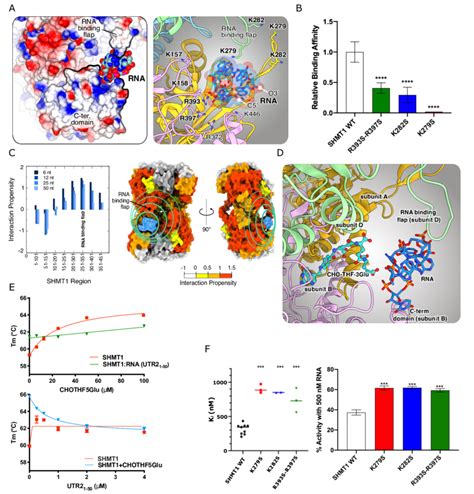 Mapping The RNA Binding Region A Left Panel Electrostatic Surface