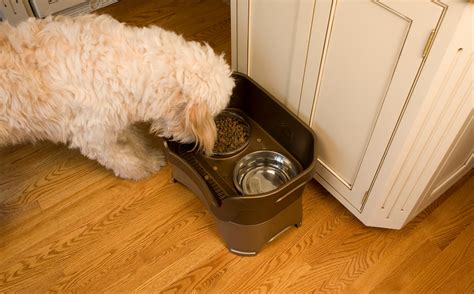 10 Benefits of an Elevated Dog Bowl - Neater Pets