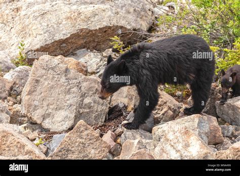 Female American Black Bear Ursus Americanus With Cubs Banff National