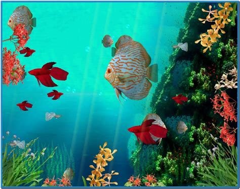 50 Animated Goldfish Wallpapers And Screensaver WallpaperSafari