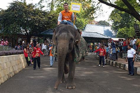 Ada Gajah Tunggang Hingga Kereta Keliling Ini 8 Sarana Rekreasi Seru