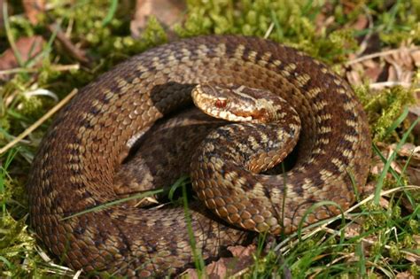 Serpenti Velenosi In Italia Quali Sono Biopills