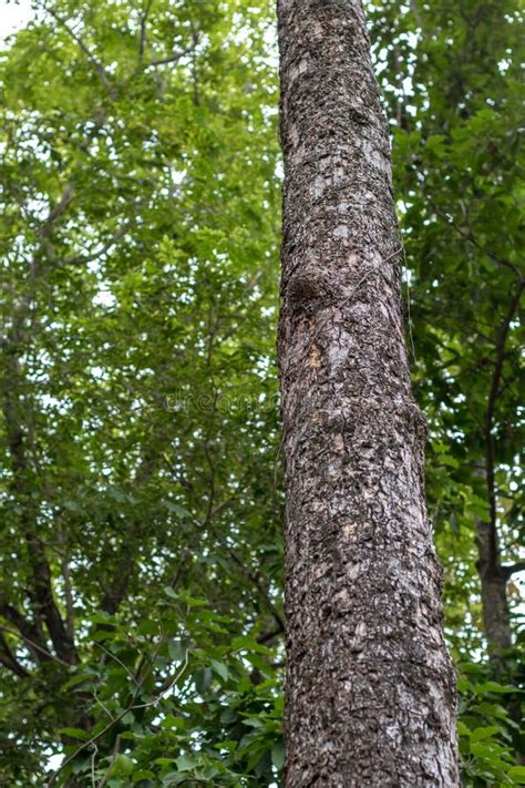 Long Stem Of The Tree In The Green Leafy Forest Stock Photo Image Of