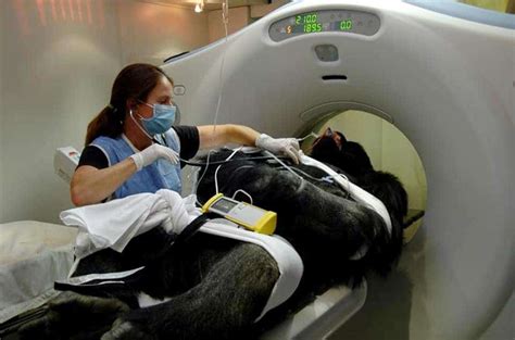 What Is Veterinary Diagnostic Imaging